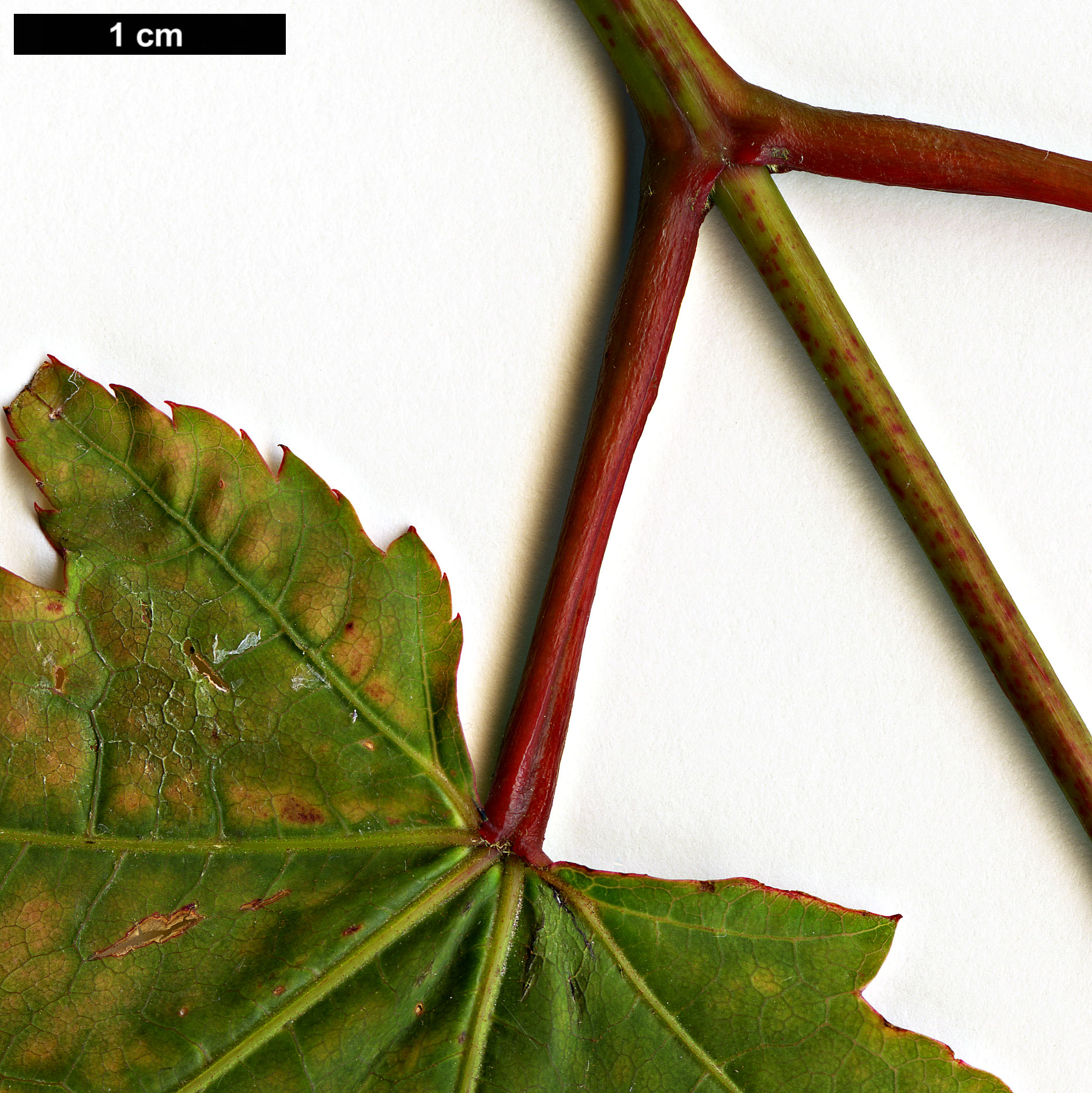 High resolution image: Family: Sapindaceae - Genus: Acer - Taxon: aff. campbellii